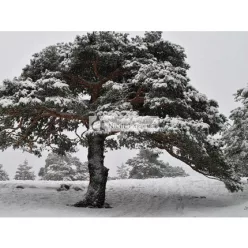 ETJA Natural Raspberry Seed Oil 50ml