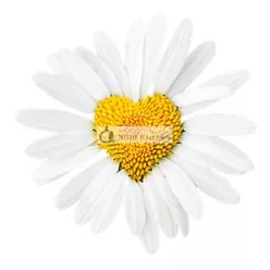 HIBROS Epilator Soap 150ml